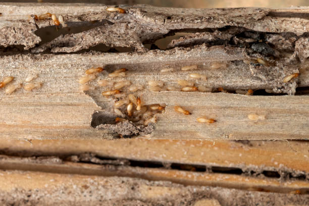 Best Insect Control  in Mayodan, NC